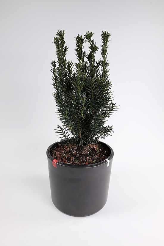 Alessandro Th&uuml;ler